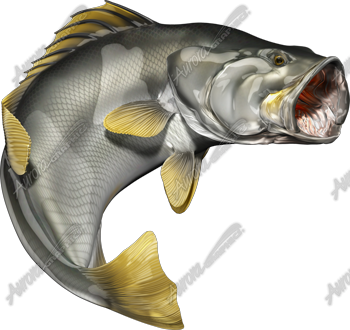 Barramundi