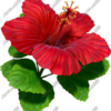 Hibiscus Red 6 Vehicle Wrap Design — Large Scale Artwork for Wide Format Printing | Categories: Nature