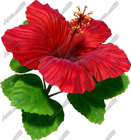 Hibiscus Red 6 Vehicle Wrap Design — Large Scale Artwork for Wide Format Printing | Categories: Nature
