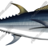 Albacore