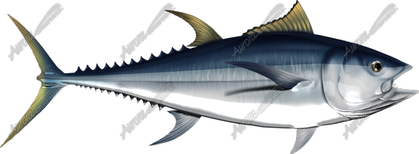Albacore