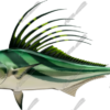Roosterfish