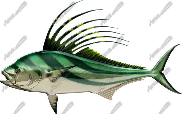 Roosterfish