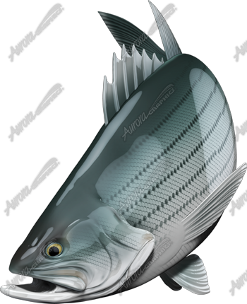 Striped Bass