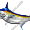 Blue Marlin