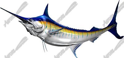 Blue Marlin