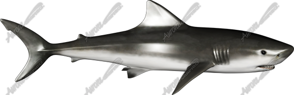 Shark
