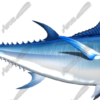 Bluefin Tuna