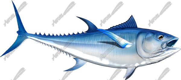 Bluefin Tuna