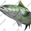 Kahawai