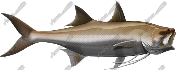 King Threadfin