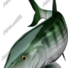 Bonefish