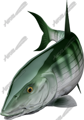 Bonefish
