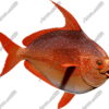 Opah