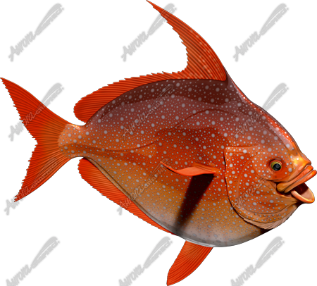 Opah