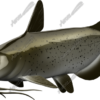 Catfish
