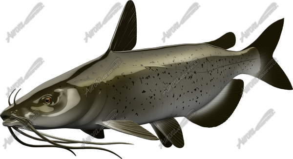 Catfish