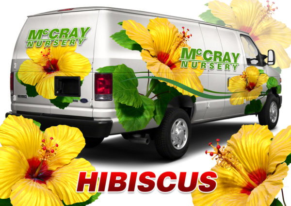 Hibiscus Yellow & Red 5 Vehicle Wrap Design — Large Scale Artwork for Wide Format Printing | Categories: Nature