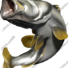 Barramundi