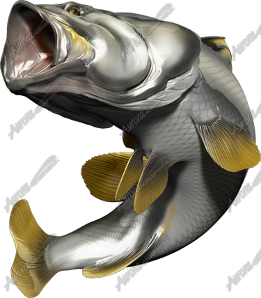 Barramundi