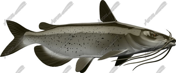 Catfish