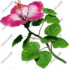 Hibsicus Pink 3 Vehicle Wrap Design — Large Scale Artwork for Wide Format Printing | Categories: Nature