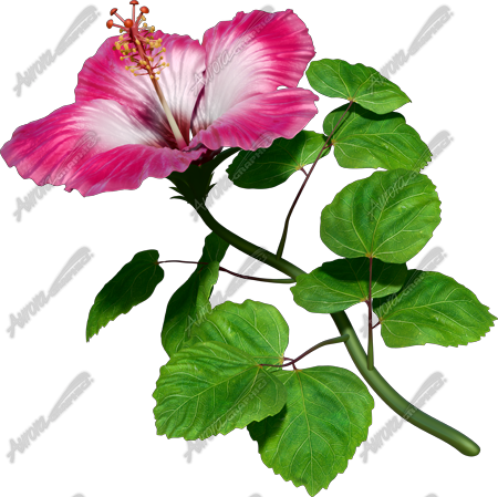 Hibsicus Pink 3 Vehicle Wrap Design — Large Scale Artwork for Wide Format Printing | Categories: Nature