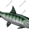 Bonefish