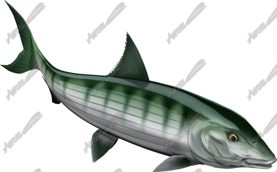 Bonefish