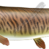 Tiger Musky