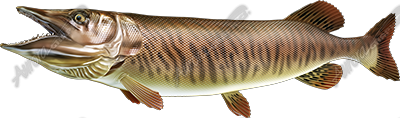 Tiger Musky