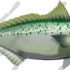 Kahawai