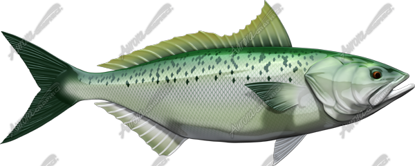Kahawai