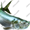 Tarpon