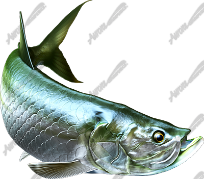 Tarpon