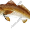Redfish