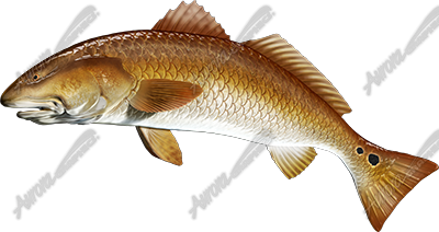 Redfish