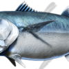 King Mackerel