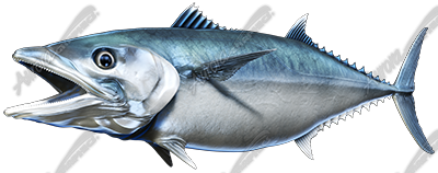 King Mackerel