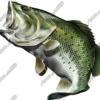 Largemouth Bass