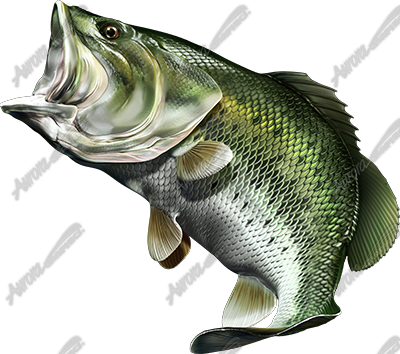 Largemouth Bass
