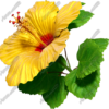Hibiscus Yellow & Red 1 Vehicle Wrap Design — Large Scale Artwork for Wide Format Printing | Categories: Nature