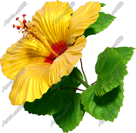 Hibiscus Yellow & Red 1 Vehicle Wrap Design — Large Scale Artwork for Wide Format Printing | Categories: Nature