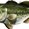 Largemouth Bass