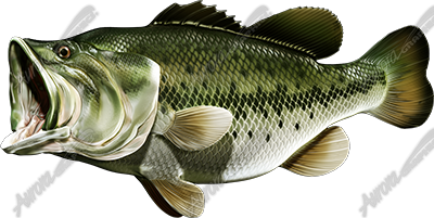 Largemouth Bass