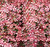 Barberry Vehicle Wrap Design — Large Scale Artwork for Wide Format Printing | Categories: Nature