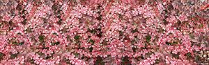 Barberry Vehicle Wrap Design — Large Scale Artwork for Wide Format Printing | Categories: Nature