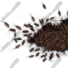 Cockroaches in Hole Vehicle Wrap Design — Large Scale Artwork for Wide Format Printing | Categories: PIK6 Everyday, Nature