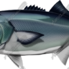 Bluefish