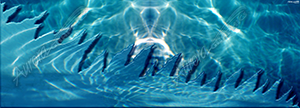 Pool Water Rip 3 Vehicle Wrap Design — Large Scale Artwork for Wide Format Printing | Categories: Nature